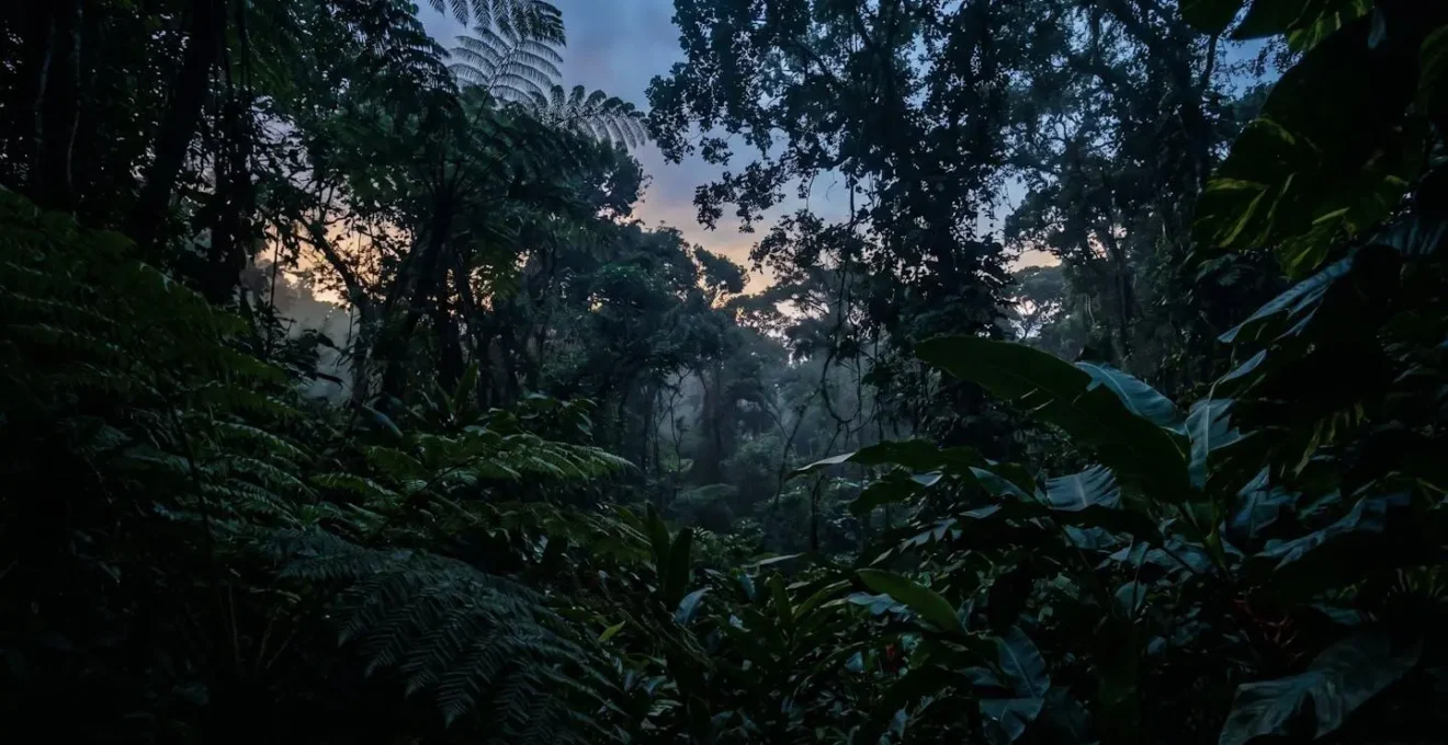 Vue en contre-plongée de la canopée tropicale guadeloupéenne à la tombée de la nuit avec végétation dense