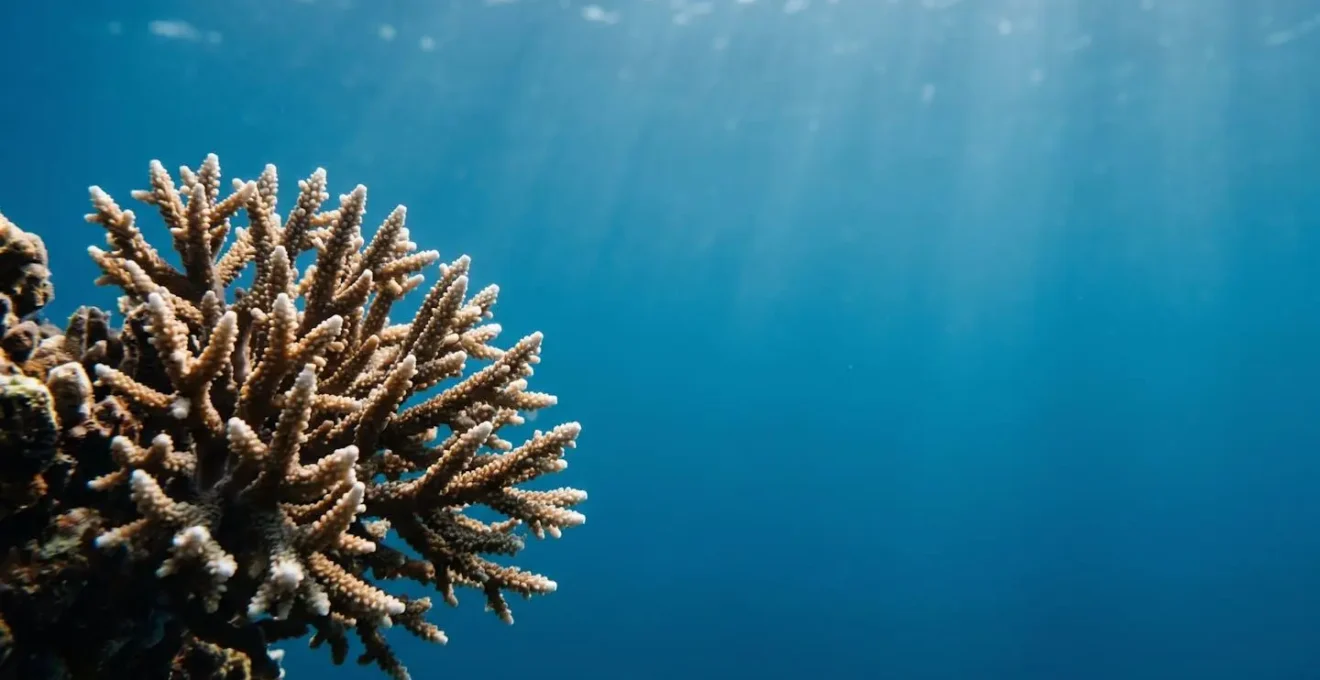 Vue sous-marine montrant la fragilité d'une formation corallienne dans les eaux caribéennes