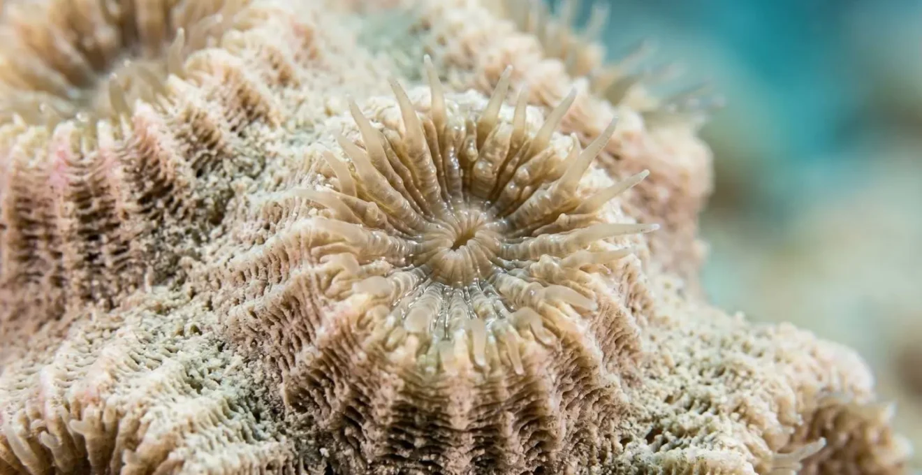Gros plan macro sur la texture fragile d'un corail caribéen montrant la structure détaillée des polypes
