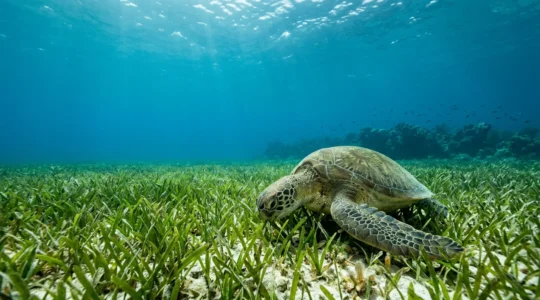 Tortue marine verte se nourrissant paisiblement dans les herbiers sous-marins de la baie de Malendure en Guadeloupe